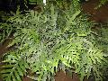 Kangaroo Fern / Microsorum pustulatum 